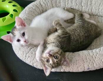 Anya and Elsa -  Domestic Short Hair Cat for Adoption - Anya And Elsa | PetCurious