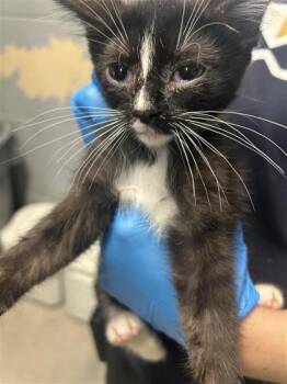 Batman (Blue) -  Domestic Short Hair Cat for Adoption in Largo, Florida - Batman (Blue) | PetCurious