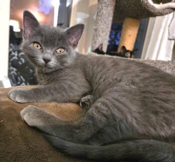 Domestic Short Hair Cats Available for Adoption in Prescott, Arizona - Balenci – A Fluffy, Bright-Eyed Beauty! | PetCurious