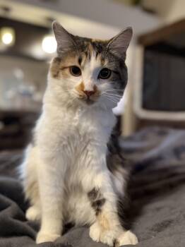 Rescue Domestic Long Hair Cats for Adoption in Phoenix, Arizona - Callie- Bonded With Red & Olive | PetCurious