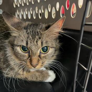 Domestic Medium Hair Cats Available for Adoption in Des Moines, Iowa - Rose | PetCurious