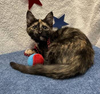 Hydra -  Tortoiseshell and Domestic Short Hair Cat for Adoption in Dublin, Ohio - Hydra | PetCurious