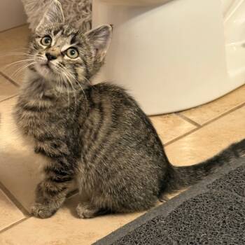 Rescue Domestic Short Hair Cats for Adoption in Wichita, Kansas - Biscotti | PetCurious