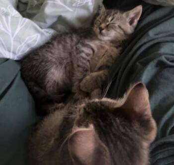 Doe -  Domestic Medium Hair and Domestic Short Hair Cat for Adoption in Chamblee, Georgia - Doe | PetCurious