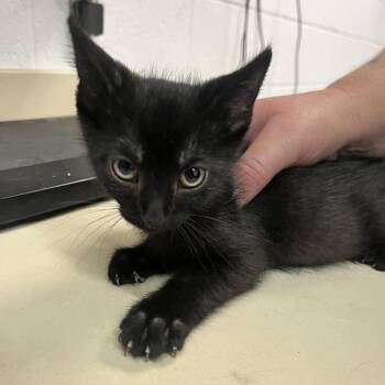 Binx -  Domestic Short Hair Cat for Adoption in Ardmore, Oklahoma - Binx | PetCurious