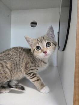 Ke$ha -  Domestic Short Hair Cat for Adoption in Savannah, Georgia - Ke$ha | PetCurious