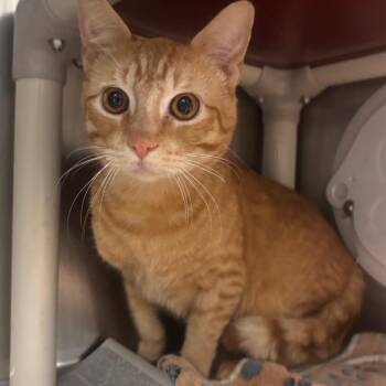 Domestic Short Hair Cats Available for Adoption - Whittaker - Petsmart Belleville | PetCurious