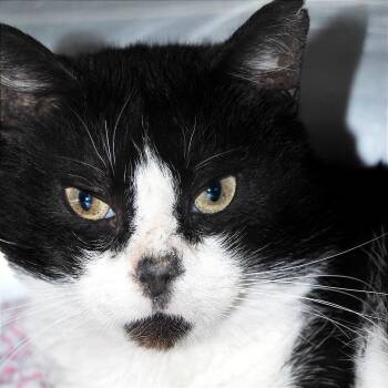 Domestic Short Hair Cats Available for Adoption - Rail Tracer | PetCurious