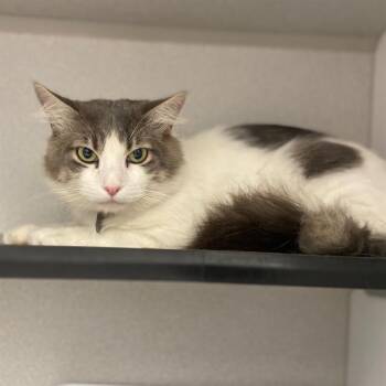 ANDROMEDA -  Domestic Short Hair Cat for Adoption in Aurora, Colorado - ANDROMEDA | PetCurious
