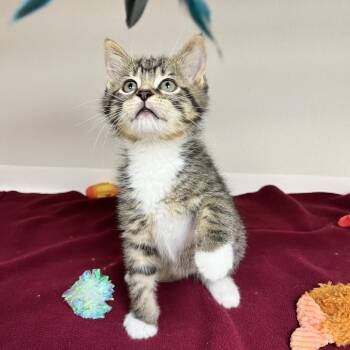 Domestic Short Hair Cats Available for Adoption in Champaign, Illinois - Lion | PetCurious
