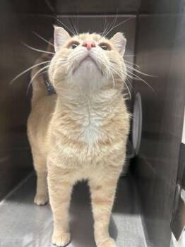 Bubba -  Domestic Short Hair Cat for Adoption in Lafayette, Indiana - Bubba | PetCurious