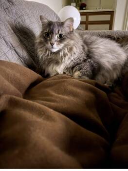 Norwegian Forest Cat Cats Available for Adoption - Sofia And Sarah | PetCurious