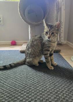 Harper Lee -  Domestic Short Hair and Tabby Cat for Adoption in Chandler, Arizona - Harper Lee | PetCurious