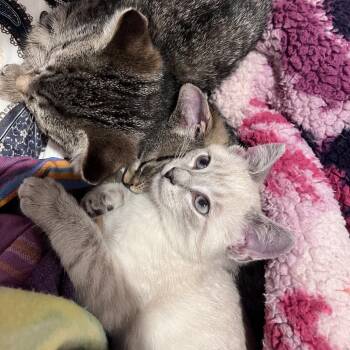 Nova -  Domestic Short Hair and Siamese Cat for Adoption in Granville, Ohio - Nova | PetCurious