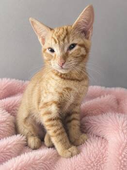 Muppet -  Domestic Short Hair Cat Available for Adoption in Carrollton, Virginia - Muppet | PetCurious