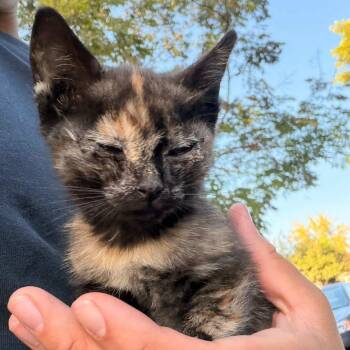 Frankie -  Domestic Short Hair Cat for Adoption in Los Angeles, California - Frankie | PetCurious