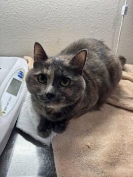 Banana -  Domestic Short Hair Cat for Adoption in Sherwood, Oregon - Banana | PetCurious