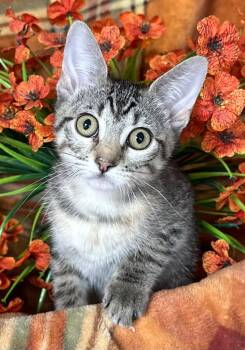 6/2/26 Cordelia -  Domestic Short Hair Cat for Adoption in Stillwater, Oklahoma - 6/2/26 Cordelia | PetCurious