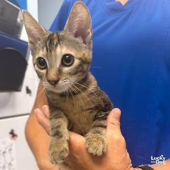 Gove -  Domestic Short Hair Cat for Adoption in Washington, District Of Columbia - Gove | PetCurious