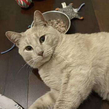 Domestic Short Hair Cats Available for Adoption in Beaufort, South Carolina - Willoughby Tucker | PetCurious