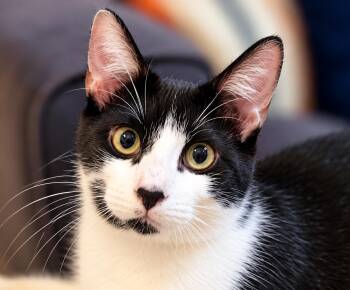 Moe W -  Domestic Short Hair Cat for Adoption in Fresno, California - Moe W | PetCurious