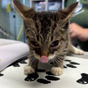 Peter Parker -  American Shorthair Cat for Adoption in Mt. Juliet, Tennessee - Peter Parker | PetCurious