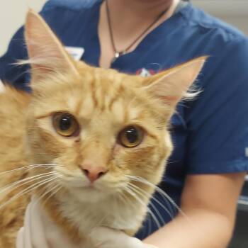 Binx -  Domestic Short Hair Cat for Adoption in Reno, Nevada - Binx | PetCurious