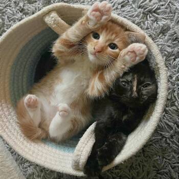 Domestic Short Hair Cats Available for Adoption in Pleasant Hill, California - Marceline | PetCurious