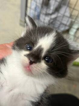 Domestic Short Hair and Tabby Cats Available for Adoption in Williamsburg, Iowa - S