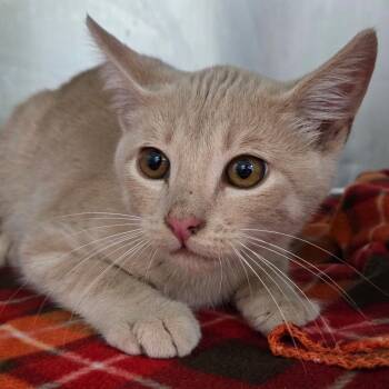 Sebastian -  Domestic Short Hair Cat for Adoption in Idaho Falls, Idaho - Sebastian | PetCurious