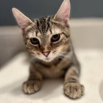 Willy -  Domestic Short Hair Cat for Adoption in Philadelphia, Pennsylvania - Willy | PetCurious