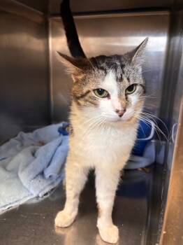 Rescue Domestic Short Hair Cats for Adoption in Lima, Ohio - Danger Dave | PetCurious