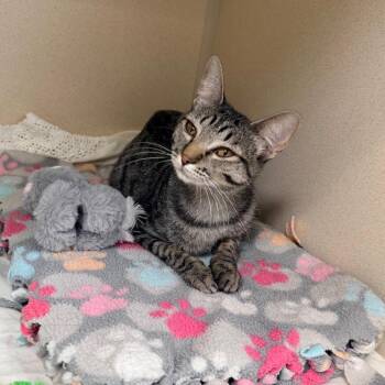 Daisy -  Domestic Short Hair Cat for Adoption in Great Falls, Montana - Daisy | PetCurious