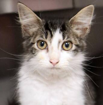 Buford (AO37159) -  Domestic Medium Hair Cat for Adoption in Kansas City, Kansas - Buford (AO37159) | PetCurious
