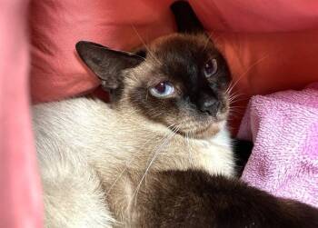 COCO -  Siamese Cat for Adoption in Fort Lauderdale, Florida - COCO | PetCurious