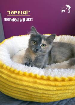 Domestic Medium Hair Cats Available for Adoption in Centerville, Utah - Lorelai (Bonded W-Luke) | PetCurious