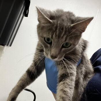 Pool Eyes -  Domestic Short Hair Cat for Adoption in Harrisonburg, Virginia - Pool Eyes | PetCurious