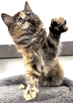 Tori- gorgeous, playful & spunky Tortie -  Maine Coon and Domestic Long Hair Cat for Adoption in Bonney Lake, Washington - Tori- Gorgeous, Playful & Spunky Tortie | PetCurious