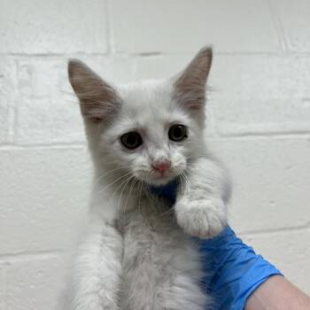 SVAS-Stray-39256 -  Domestic Medium Hair Cat for Adoption in Lyndhurst, Virginia - SVAS-Stray-39256 | PetCurious