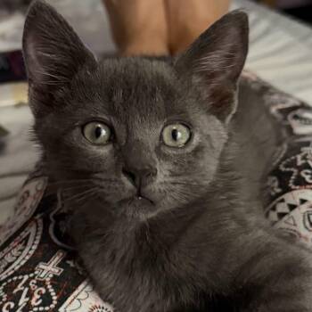 Young Wizard -  Domestic Short Hair Cat for Adoption in Fredericksburg, Virginia - Young Wizard | PetCurious