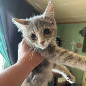 Armadillo -  Domestic Short Hair Cat Available for Adoption in Woodbury, New Jersey - Armadillo | PetCurious