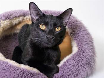 RAVEN -  Domestic Short Hair Cat for Adoption in Fort Lauderdale, Florida - RAVEN | PetCurious