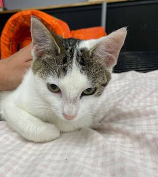 Whimsy -  Tabby and Domestic Short Hair Cat for Adoption in Island Lake, Illinois - Whimsy | PetCurious