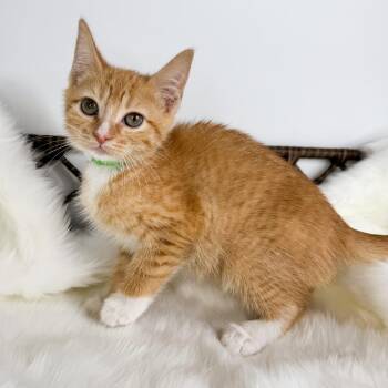 Spice -  Domestic Short Hair Cat for Adoption in Fort Wayne, Indiana - Spice | PetCurious
