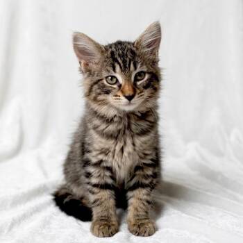 Nom Nom -  Domestic Long Hair Cat for Adoption in Miami, Florida - Nom Nom | PetCurious