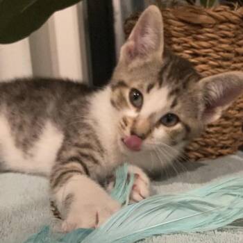 Briar Haines-AR -  Domestic Short Hair Cat Available for Adoption in Tallahassee, Florida - Briar Haines-AR | PetCurious