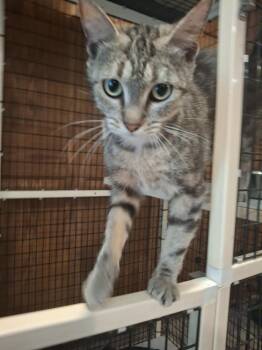 Bunny Lehman -  Domestic Short Hair Cat for Adoption in West Peoria, Illinois - Bunny Lehman | PetCurious