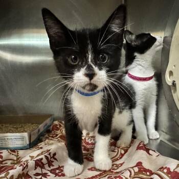 Aerosmith -  Domestic Short Hair Cat for Adoption in Chattanooga, Tennessee - Aerosmith | PetCurious