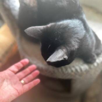 Bombay -  Domestic Short Hair Cat for Adoption in League City, Texas - Bombay | PetCurious