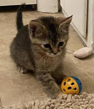 Domestic Short Hair Cats Available for Adoption in Colorado Springs, Colorado - ELIZABETH | PetCurious